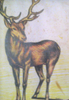 Deer Image